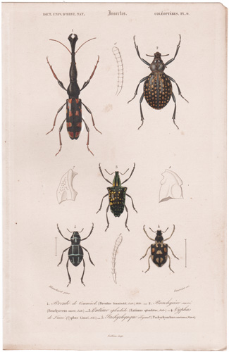 antique prints of beetles